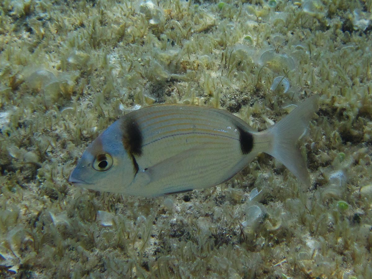 Diplodus vulgaris